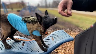 Cute puppy tricks, DIY fence, vet visit by Derek554 1,400 views 1 year ago 10 minutes, 4 seconds