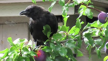 Crow Smart Behavior / Aggressive Eating