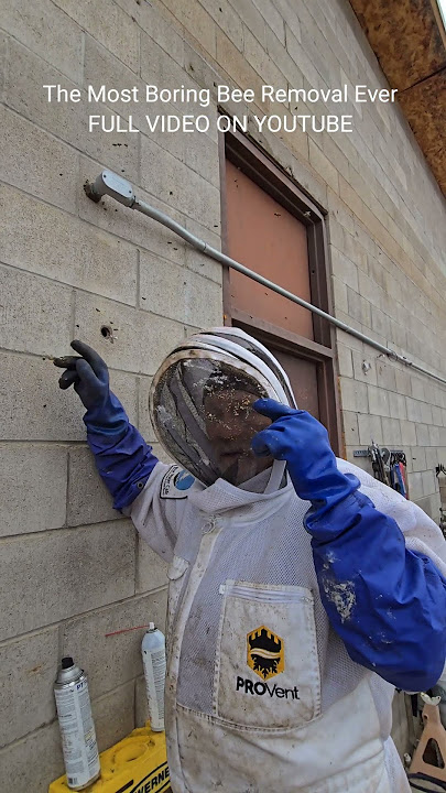 Why Unalive Honeybees? #invasivespecies #killerbeeguy #killerbee #honeybees