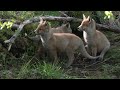 Playtime with fox cubs 2024