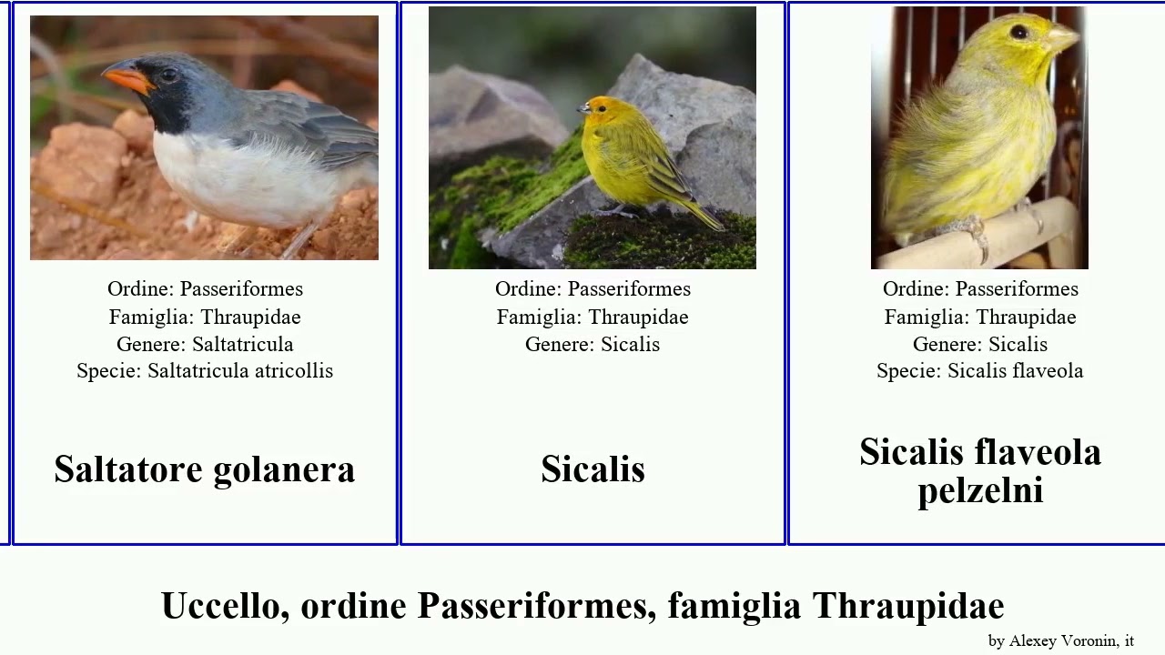 Uccello, ordine Passeriformes, famiglia Thraupidae tanagra fringuello beccasemi bucafiori giallo