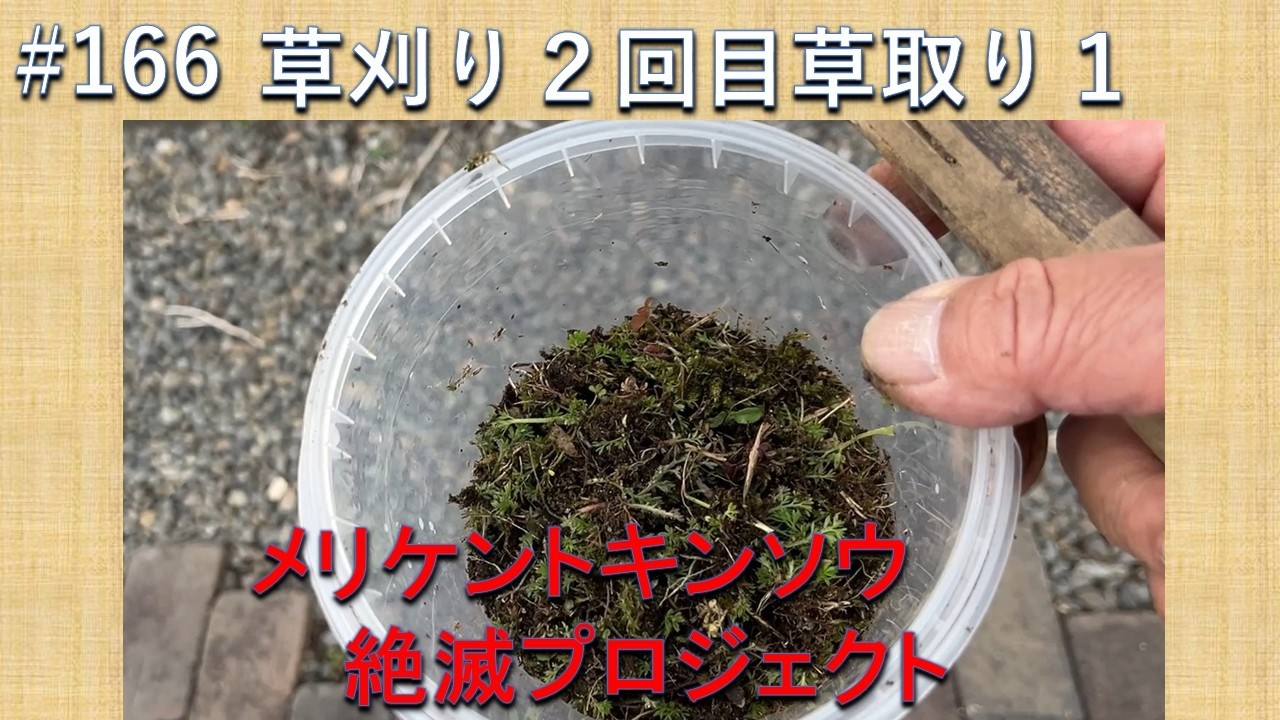 #166 草刈り２回目草取り１　草刈り後2日連続で草取りをしました。驚くべき結果でした。超簡単おつまみ　焼きはんぺん