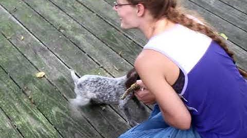 German Shorthaired Pointers  Bailey Retrieving at 8 Weeks old