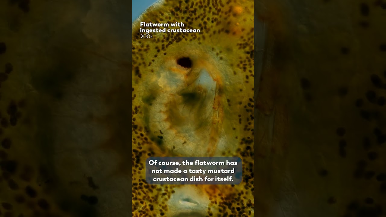 A Mutual Microscopic Relationship