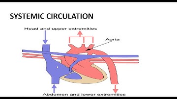 Cardiovascular System Presentation