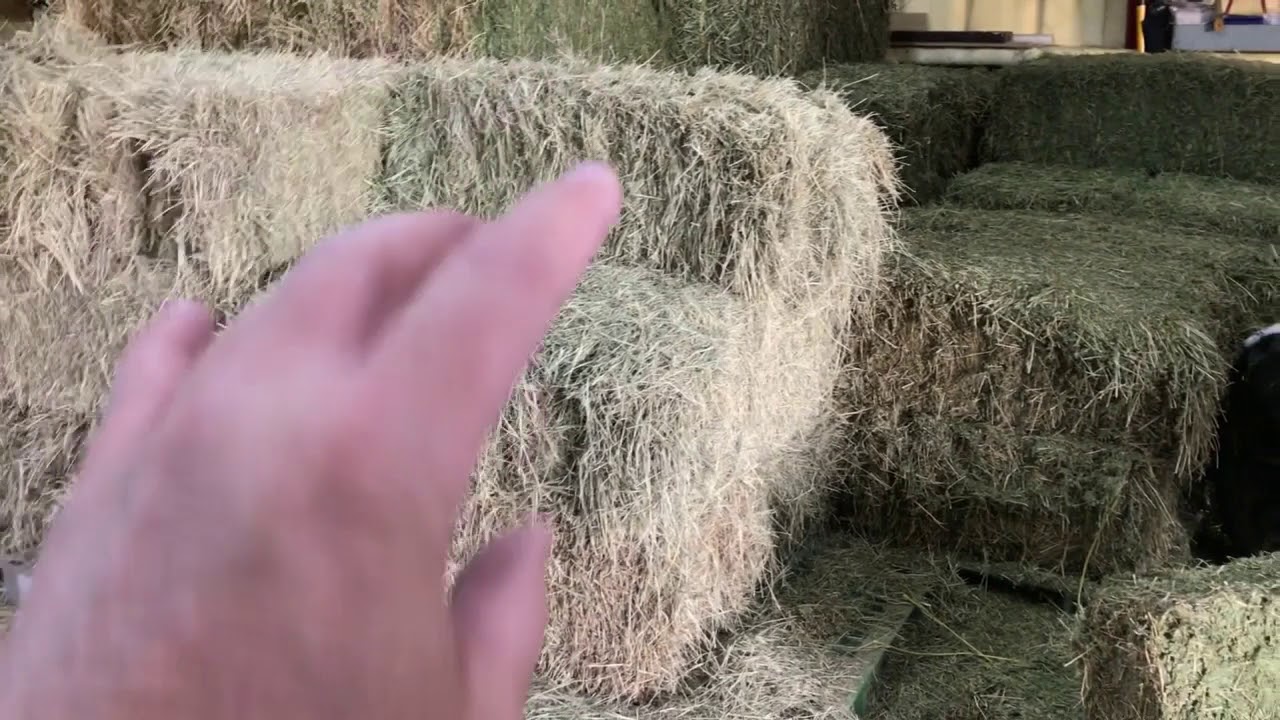 A Little Horse Hay Discussion Grass vs Alfalfa Mokie & Buddy Visit YouTube