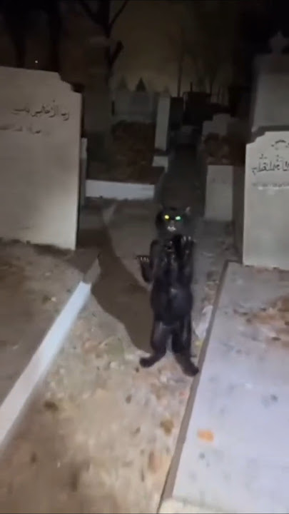 SERAM ‼️Kucing kesurupan 😲 #ai #sora2 #soraai #kucing #aicat #shorts