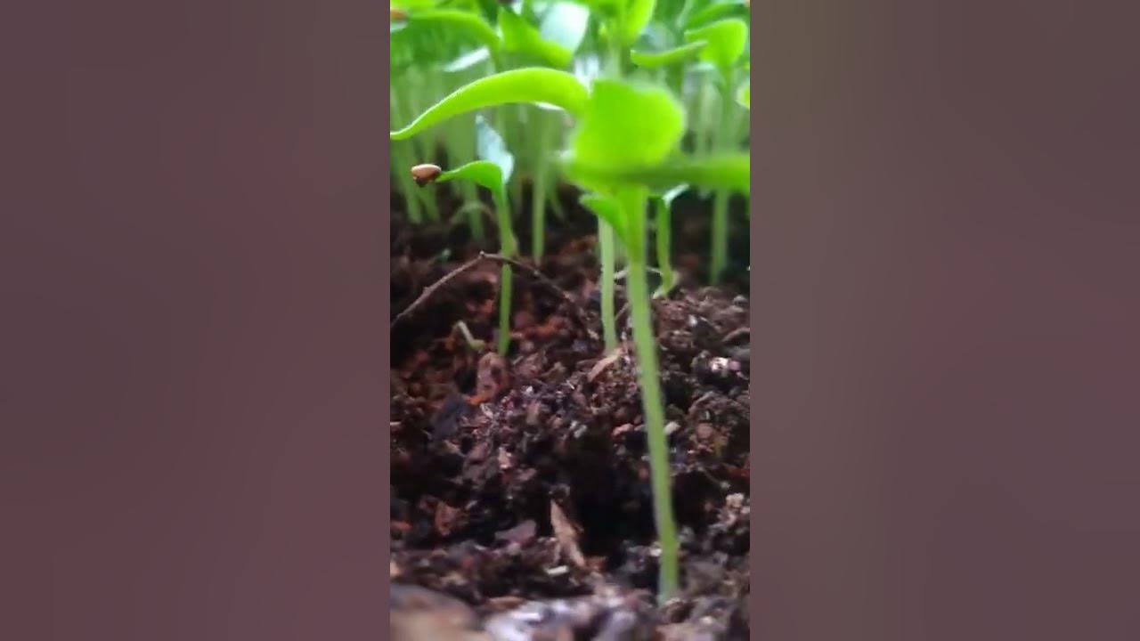 Eggplant Germinating from seed YouTube