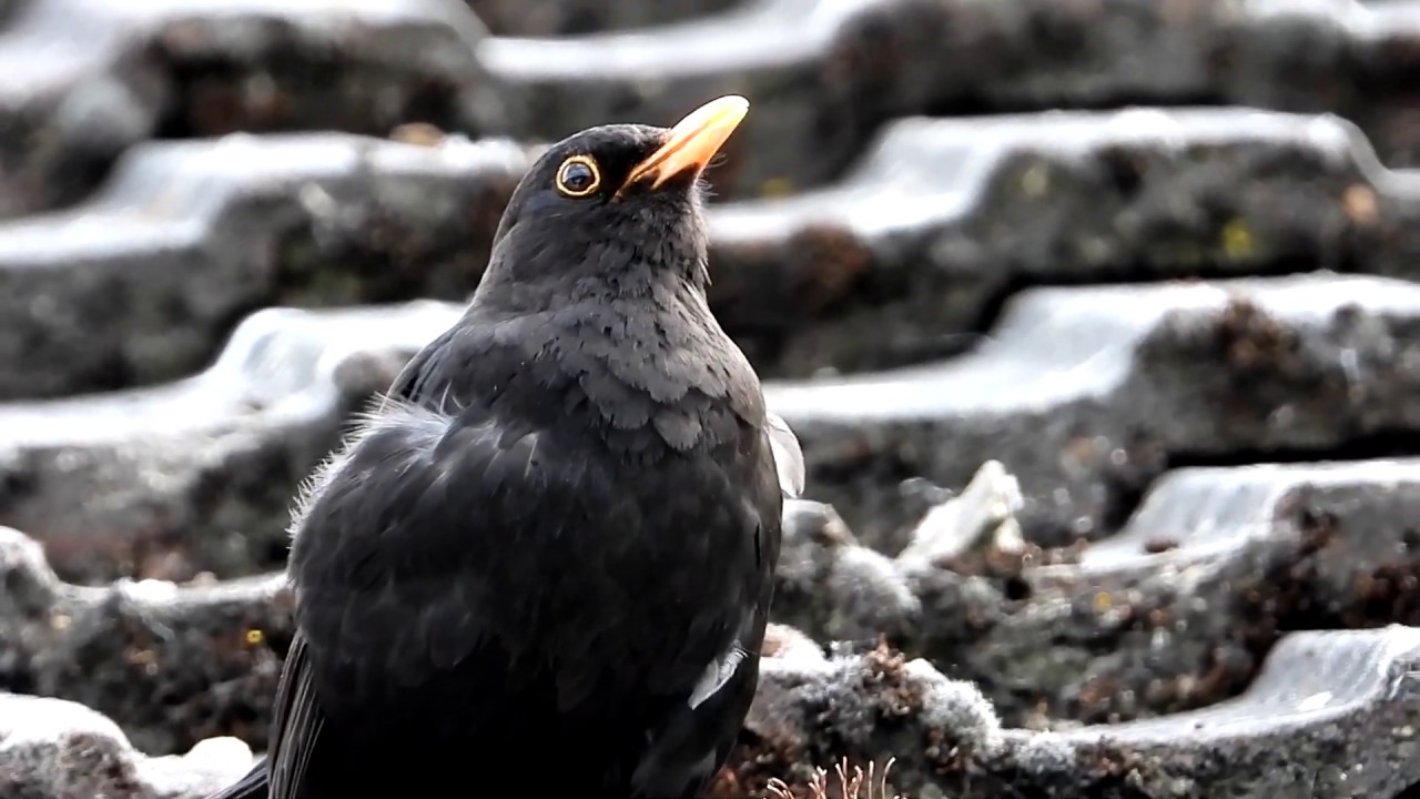 black bird song black bird song
