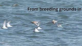Sandpiper Migration Willapa Bay, Washington State