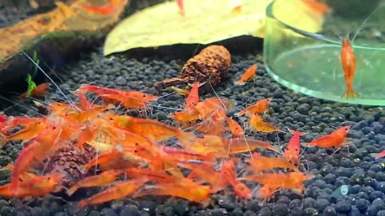 Lot De 10 Crevettes D'aquarium Orange - Neocaridina - 1,5-2 Cm - Élevées En Belgique, Adaptées à L'eau Du Robinet - 7