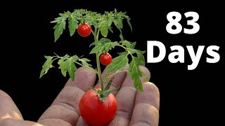 CHERRY TOMATO from Seed to Harvest - Plant Time Lapse