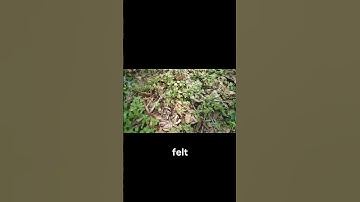 Touching Grass for the First Time! [Full Video In Description]