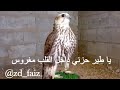 شعر عن طير
