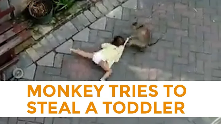Monkey Riding A Bicycle Tries To Steal A Toddler