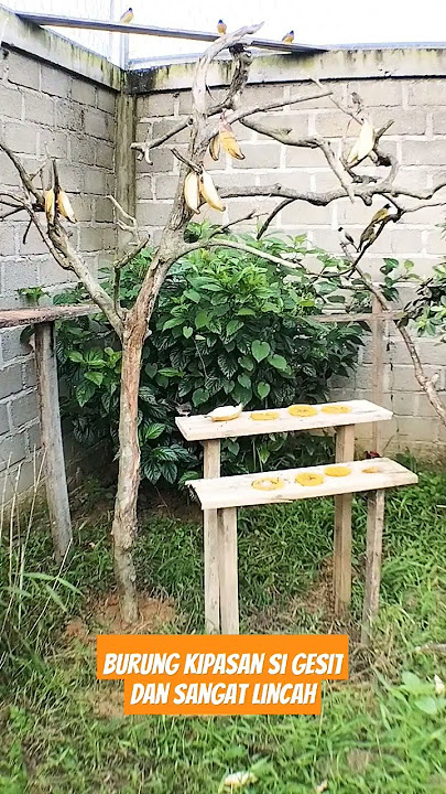 Burung kipasan atau sikatan,emang gesit