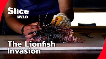 Lionfish – The Predator That Conquered the Atlantic I FULL DOC | SLICE WILD