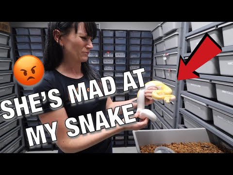 EPIC NEW SNAKES AND KB REPTILES TOP 10 BALL PYTHONS AT AEP