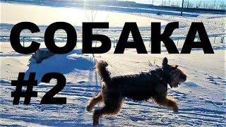 #2 Собака убегает, схватив что-то с земли #2 Собака убегает, схватив что-то с земли