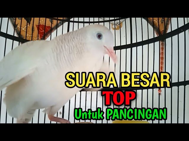 PERKUTUT PUTIH GACOR Suara Besar TOP UNTUK PANCINGAN class=