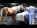 Letzter Wunsch: Pferd am Krankenbett | BR24