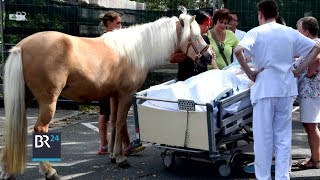 Letzter Wunsch: Pferd am Krankenbett