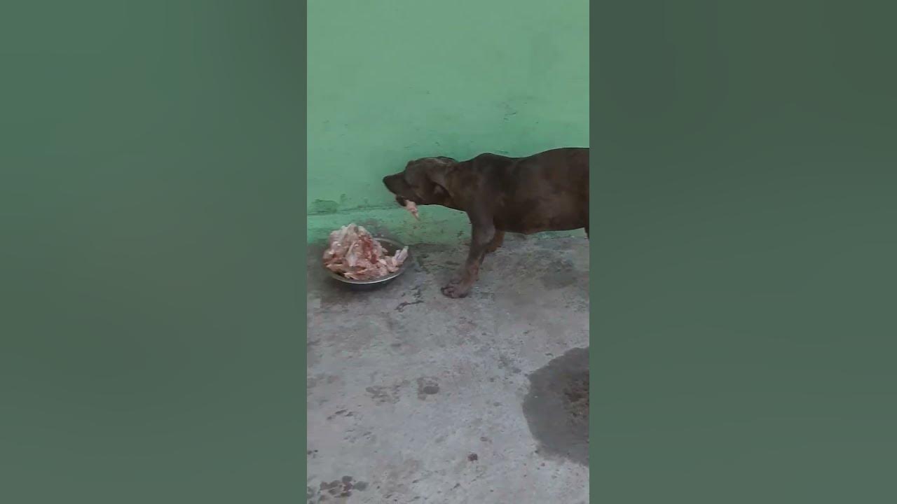 pitbulls-eating-meat-youtube