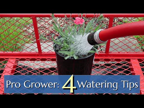 Video: Wanneer potplanten water geven?