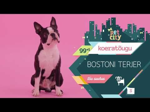 Video: Bostoni Terjer: Tõu Kirjeldus, Omaniku ülevaated