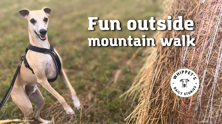 Whippet's Mountain Meadow Adventure: Fun and Playtime on a Morning Dog Walk🌲🌲🐶