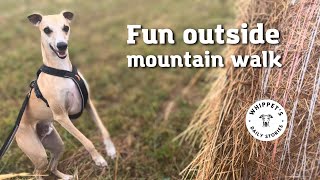 Whippet's Mountain Meadow Adventure: Fun and Playtime on a Morning Dog Walk🌲🌲🐶 by One Dog Show 508 views 9 months ago 1 minute, 49 seconds