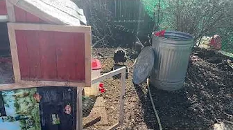 I'm Frustrated With Having Chickens. (A short rant from RSM.)