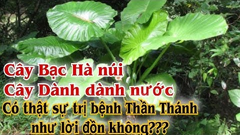 Cây Bạc hà núi, Dành dành nước có trị bệnh Thần kỳ như lời đồn không. PHAN HẢI Channel