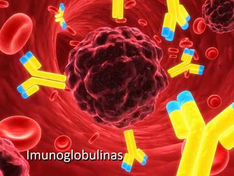 Vídeo: Diferença Entre Imunoglobulina E Anticorpo