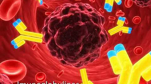 Qual a diferença entre anticorpos e imunoglobulinas?