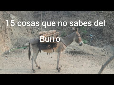 Video: Descubre cuánto viven los burros