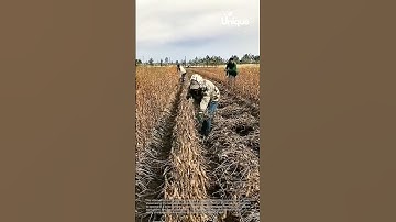 Harvesting soybeans: people harvesting soybeans in a field