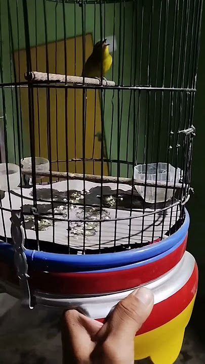 pleci nembak materi merintih kesakitan😆