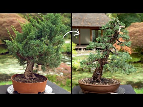 Videó: Boróka Bonsai: Hogyan Lehet Kínai, Kerti és Kozák Bonsai -t Készíteni Közönséges Borókafélékből? Az Otthoni ápolás Jellemzői