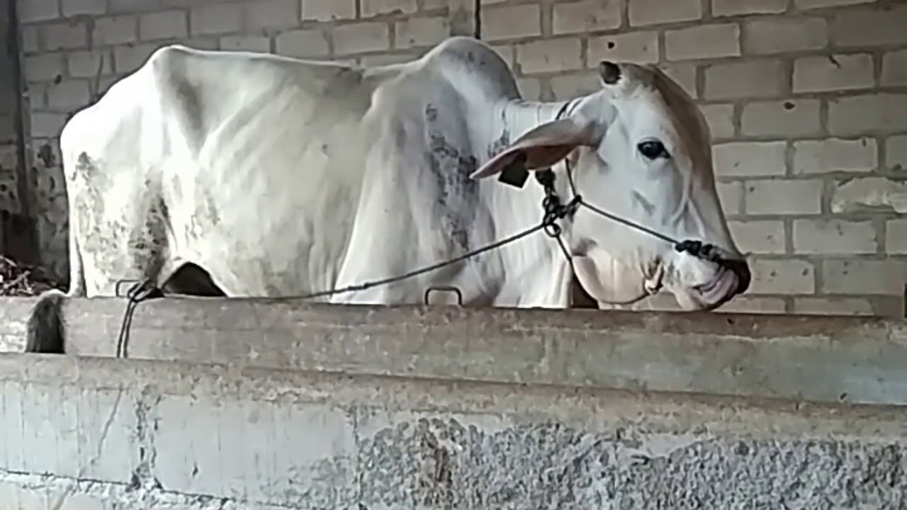 Viral, sapi dengerin musik joget - YouTube