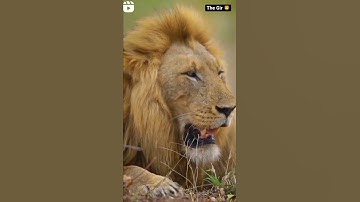 સમ્માન ની વાત મા સમાધાન નો હોય || રાણો રાણા ની રીતે || devayat khavad || #devayatkhavad