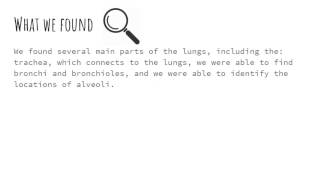 Lungs Model - STEM SOS PBL Level 2 Project (2016-17)