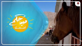 بعد إغلاق نادي الفروسية .. الخيول اليمنية تواجه خطر الموت والمرض