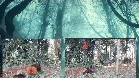 Bẫy gà rừng/ kèo không cám giò đá/ dib qaib qus tuaj zoo heev