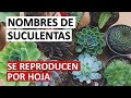 15 Nombres de Suculentas que se Reproducen por Hoja | Desierto Verde