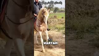 #pakistan #famous #horse #unfrezzmyaccount