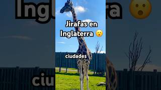 West Midlands Safari Park Inglaterra #vidaeninglaterra #momentossimples