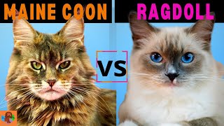 MAINE COON CAT VS RAGDOLL CAT  (Breed Comparison) Which one should you choose