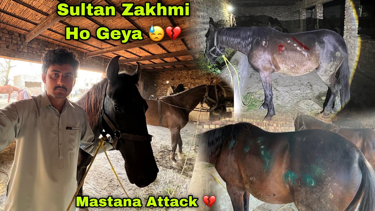 Sultan Zakhmi Hogeya 💔😓 || Mastany Ka Sultan Or Sanwal Par Attack 🥲