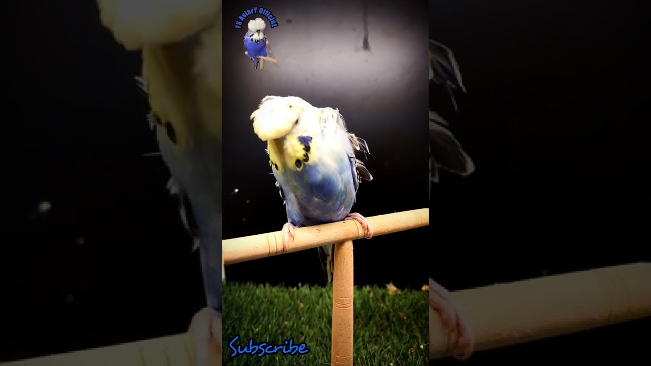 Yellow Face Voilet Series Hogoromo Budgies Parrot | 